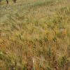 Morocco anticipates major cereal harvest recovery after years of drought pressure