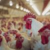 Morocco–Portugal agricultural and livestock trade rebalances amid climate recovery and biosecurity adjustments