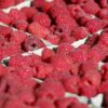 Morocco strengthens its position in Europe’s frozen raspberry market through the Netherlands