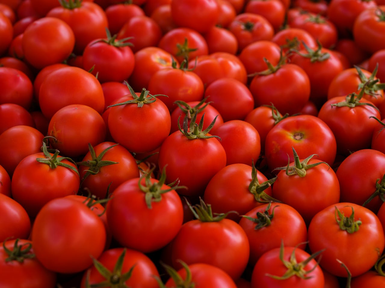 Morocco strengthens its position in Nordic tomato markets as Finland imports reach record levels