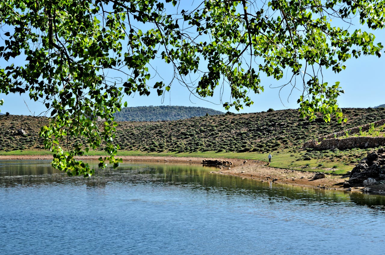 Stronger water reserves and improved harvest outlook support Morocco’s agricultural recovery and livestock sector relief