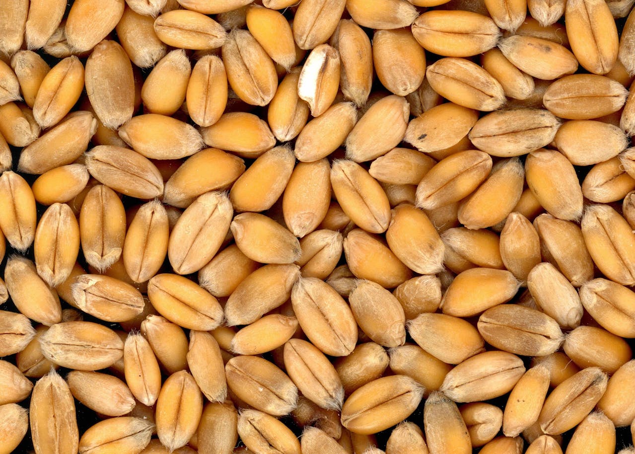 Morocco suspends soft wheat imports as strong harvest cuts reliance on foreign supplies