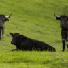 Morocco’s suspension of Spanish live cattle imports reshapes trade flows and pressures Spain’s beef sector