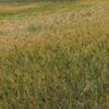 Morocco strengthens grain reserves as cereal harvest approaches 90 million quintals