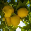 Moroccan lemon exports reach record levels amid strong global demand and market diversification