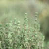 Morocco expands its presence in the global aromatic and medicinal plant market