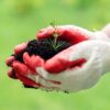 Koch and OCP Nutricrops expand partnership through new phosphate fertilizer joint venture