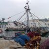 Morocco’s fishing sector rebounds as landings rise and seafood value reaches $648 million