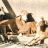 Rising sheep and ewe prices increase pressure on Moroccan livestock farmers