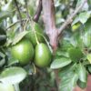 Morocco expects record avocado harvest to boost exports in 2026–2027