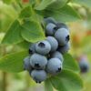 Morocco strengthens its position in the global blueberry market as production and exports expand
