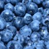 Morocco expands its role in Finland’s growing blueberry market 