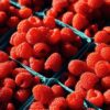 Morocco strengthens dominance in UK raspberry market as exports reach $167 million 