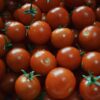 Morocco strengthens its position as Europe’s second-largest tomato supplier